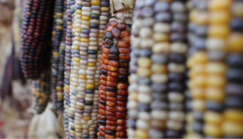 fall corn