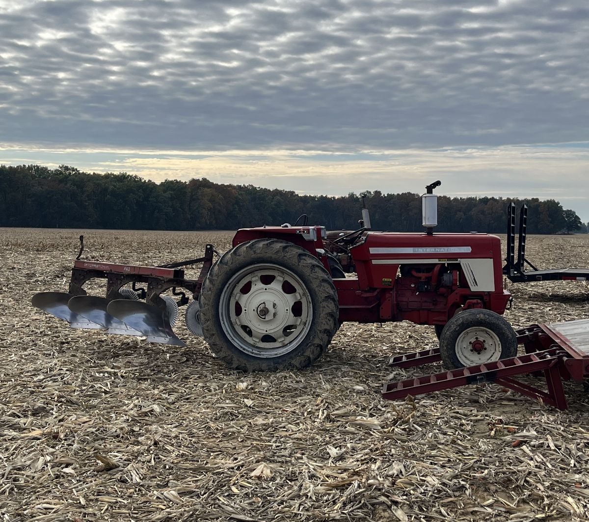 A red International tractor with a three-bottom plow in a harvested corn field